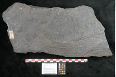 Foto (Objekt + Etikett) von Sigillaria sp. (NHMW-GEO-2024-0188-11242)